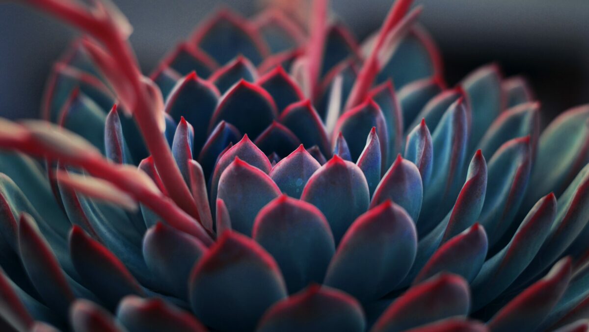 Bright Red and Pink Succulent