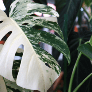 variegated plants