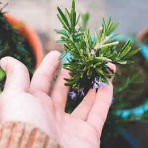 Herb Garden
