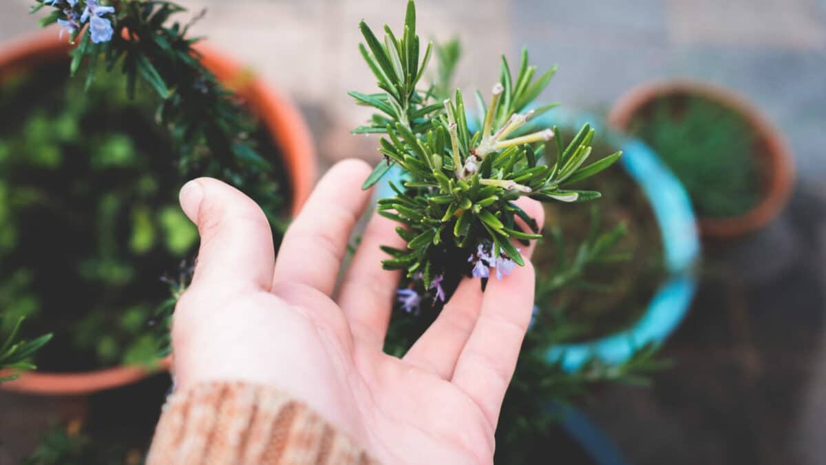 Herb Garden