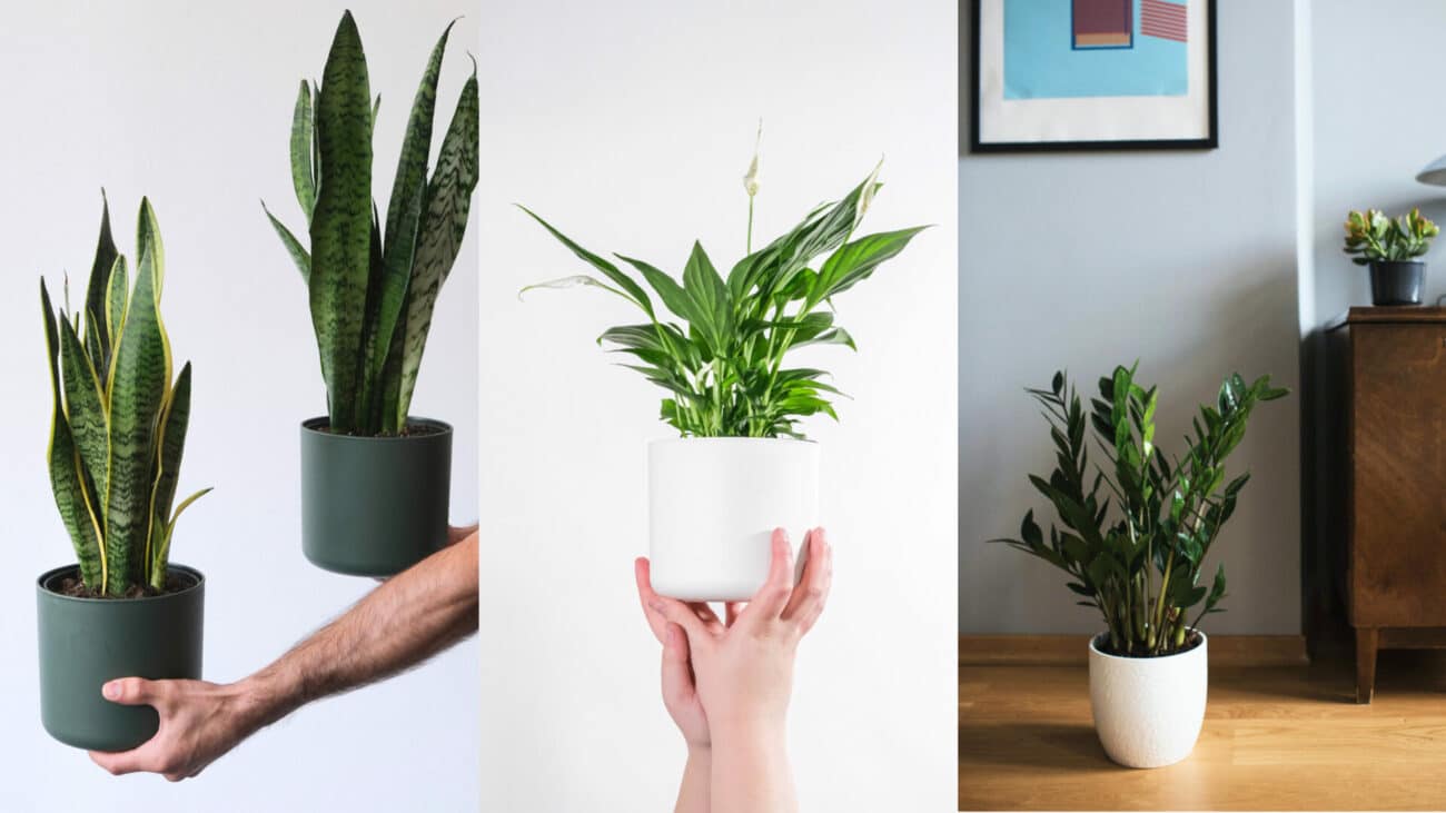 Office Plants