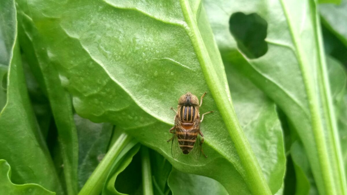 Pest Control