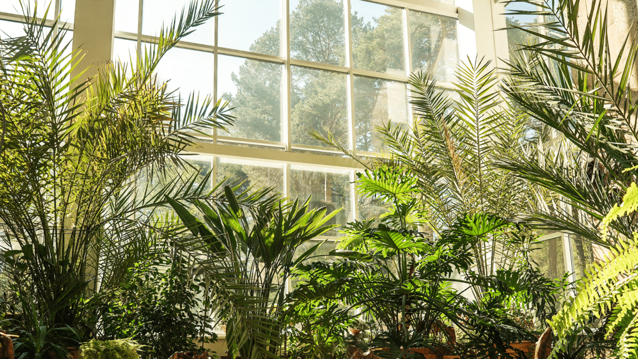 Sunlight Indoor Plants