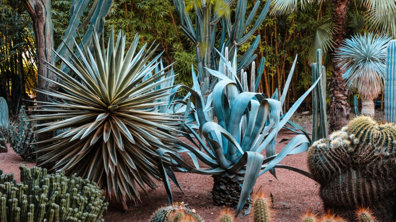 YSL Gardens
