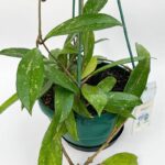 Hoya pubicalyx