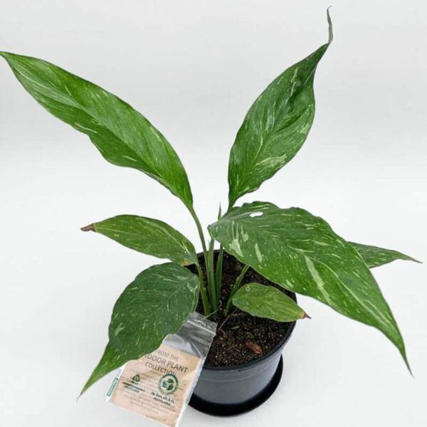 Spathiphyllum Jet Diamond in 14cm pot - Image 3