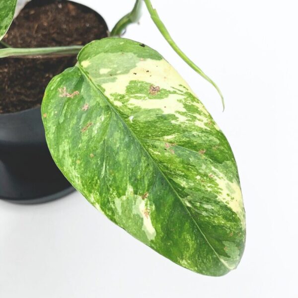 Variegated Epipremnum - Image 3