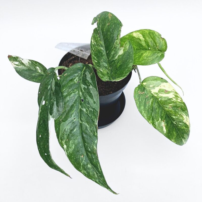 Variegated Epipremnum Variegated Epipremnum with striking green and white marbled foliage in a nursery pot