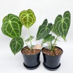 Anthurium clarinervium with velvety heart-shaped leaves and bold white veins