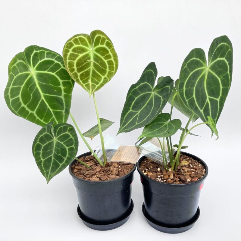 Anthurium Clarinervium – Velvet Cardboard Anthurium Anthurium clarinervium with velvety heart-shaped leaves and bold white veins