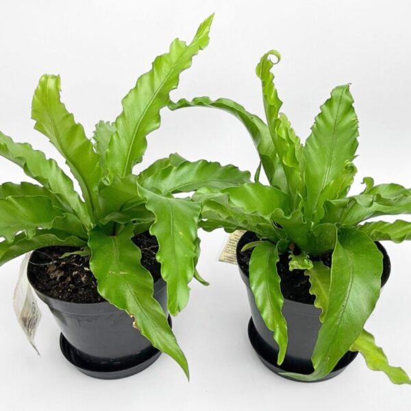 Birdsnest Fern ‘Victoria’ - Image 2