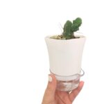 Mini White Hexagonal Self-Watering Pot
