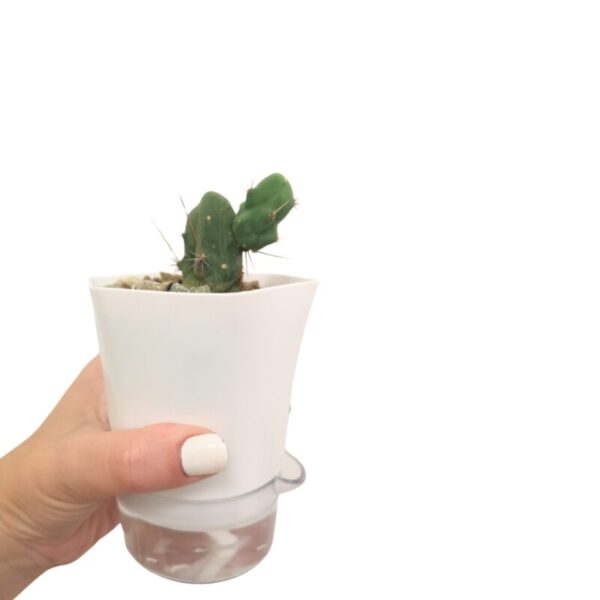 Mini White Hexagonal Self-Watering Pot - Image 3