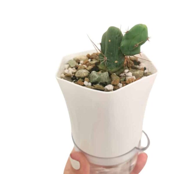 Mini White Hexagonal Self-Watering Pot - Image 2