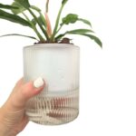 Small Clear Ribbed Sef-Watering Pot