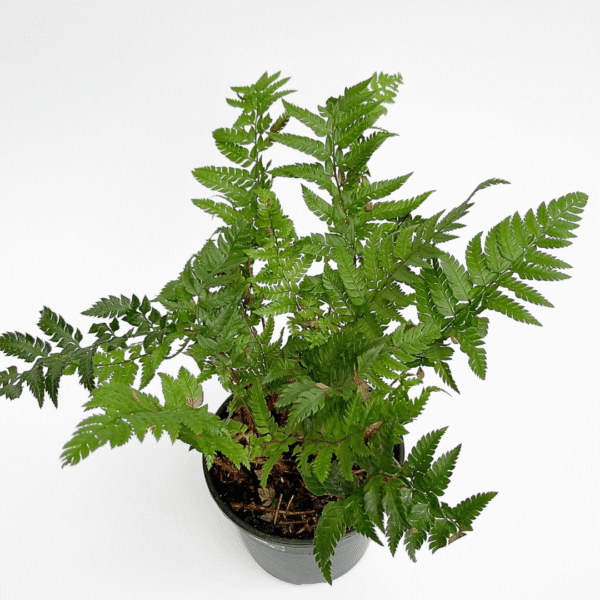 Woodwardia Radicans – European Chain Fern - Image 3