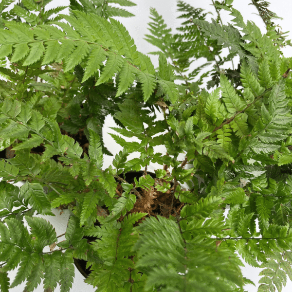 Woodwardia Radicans – European Chain Fern - Image 2