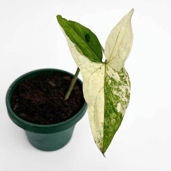 Syngonium Podophyllum Albo-Variegatum - Image 2