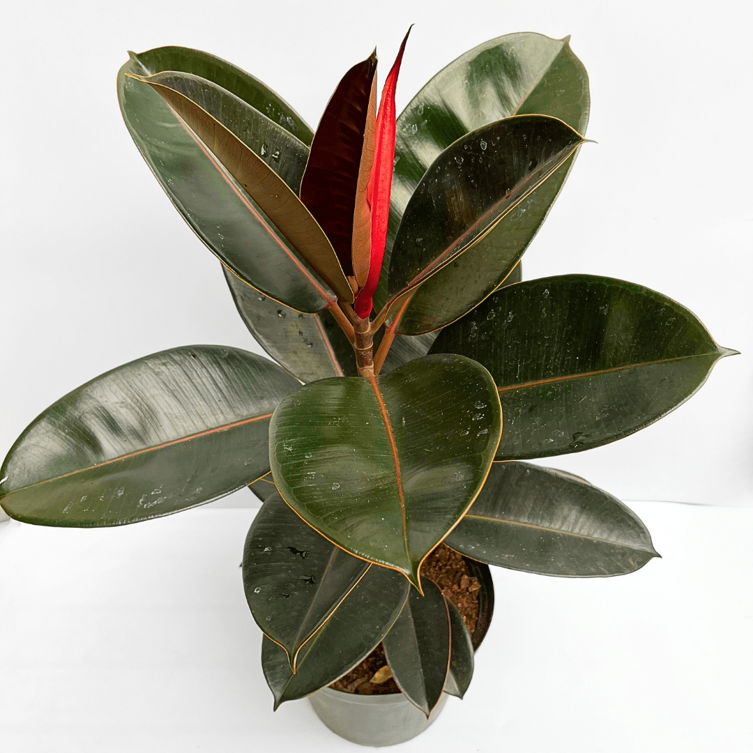 Ficus Burgundy Ficus Burgundy in a 25 cm pot with deep red glossy leaves
