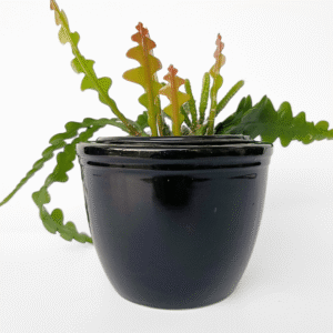 Ceramic Black Cover Pot