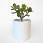 Concrete cover pots in white and grey, 10cm minimalist