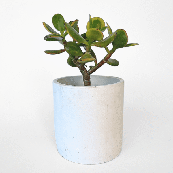 Concrete cover pots in white and grey, 10cm minimalist