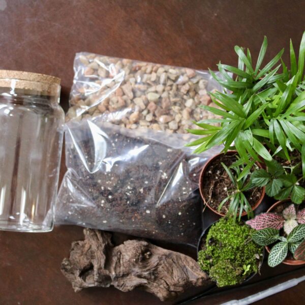 Cork Lid DIY Terrarium | Complete Starter Kit | Create a Closed Miniature Garden - Image 5