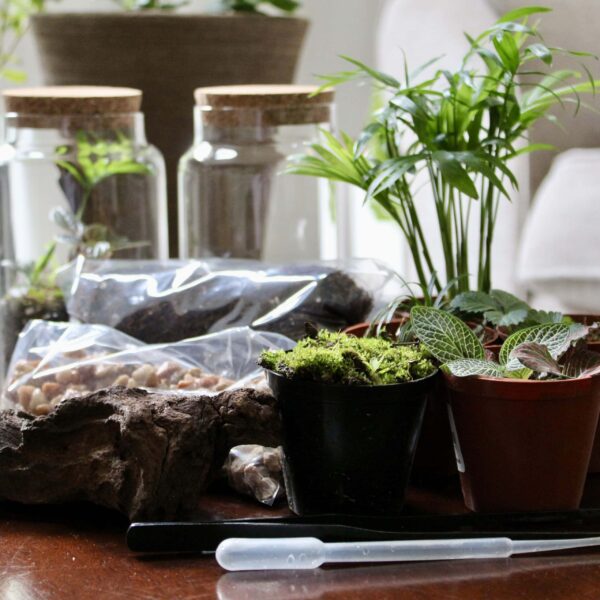 Cork Lid DIY Terrarium | Complete Starter Kit | Create a Closed Miniature Garden - Image 4