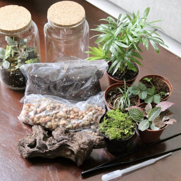 Cork Lid DIY Terrarium | Complete Starter Kit | Create a Closed Miniature Garden - Image 3