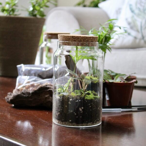 Cork Lid DIY Terrarium | Complete Starter Kit | Create a Closed Miniature Garden - Image 2