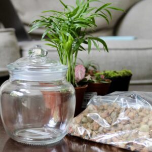 Bell jar DIY terrarium kit with glass jar, plants, substrate, and tools