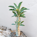 Pachypodium Succulent