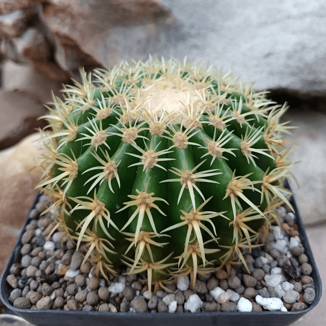 13 Echinocactus grusonii
