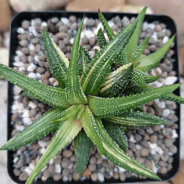 Succulent Variegated Haworthia limifolia - Image 2