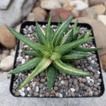 Succulent