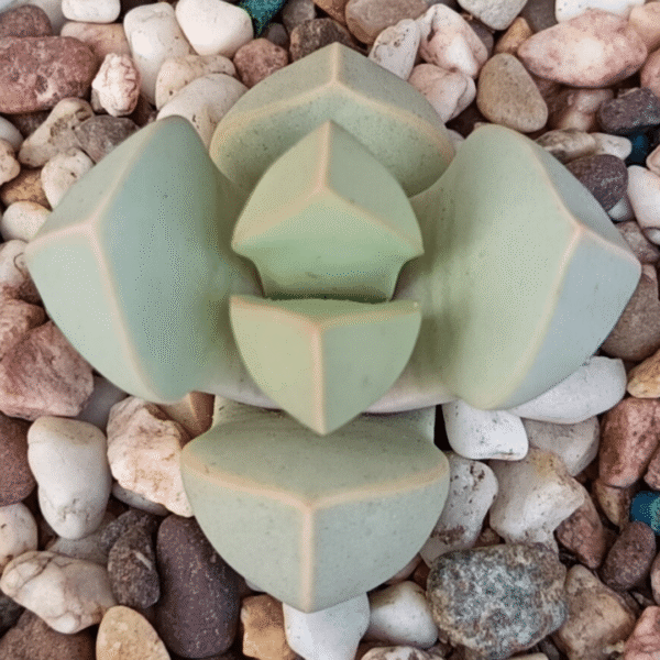 Succulent