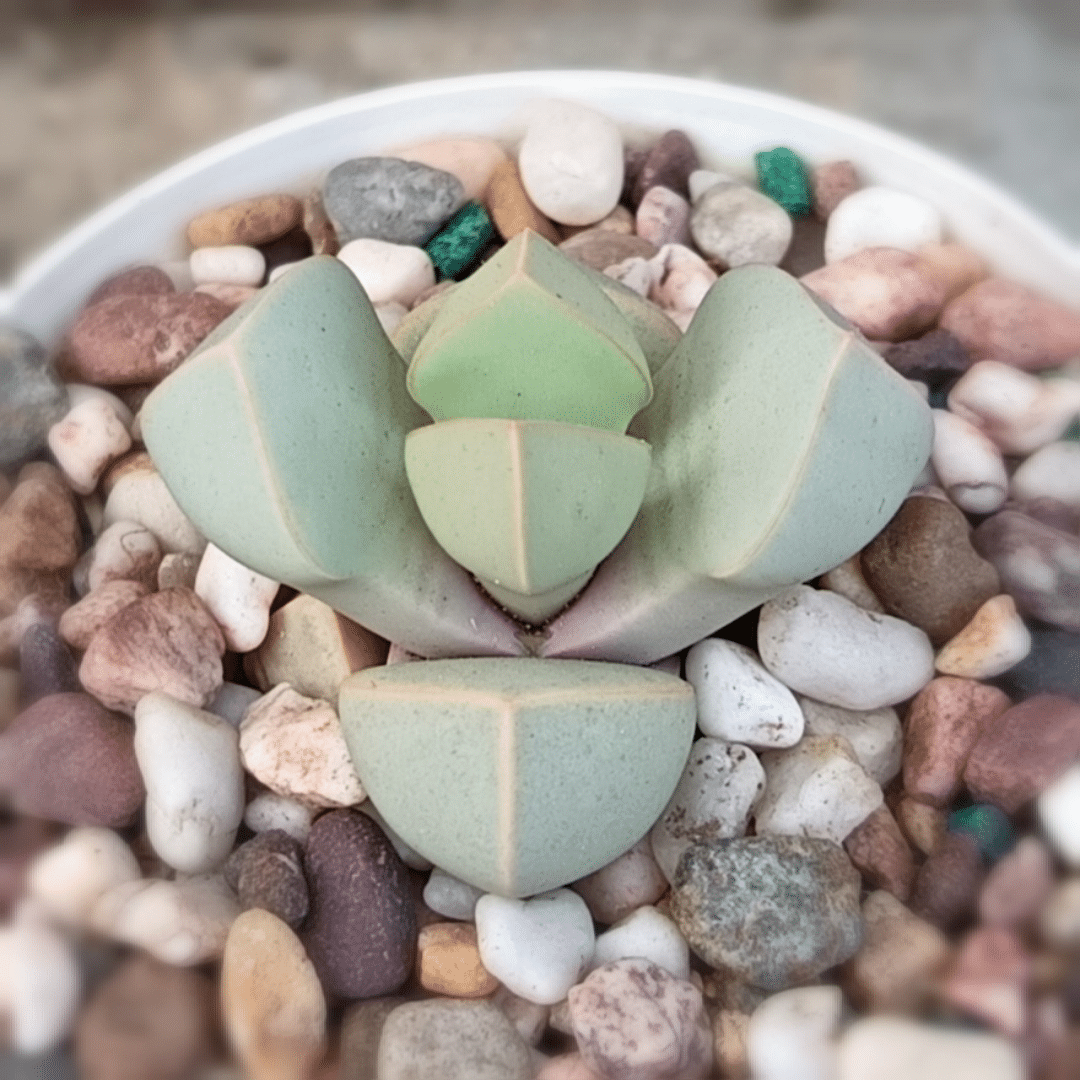 29_20241229_061430_0028 Succulent