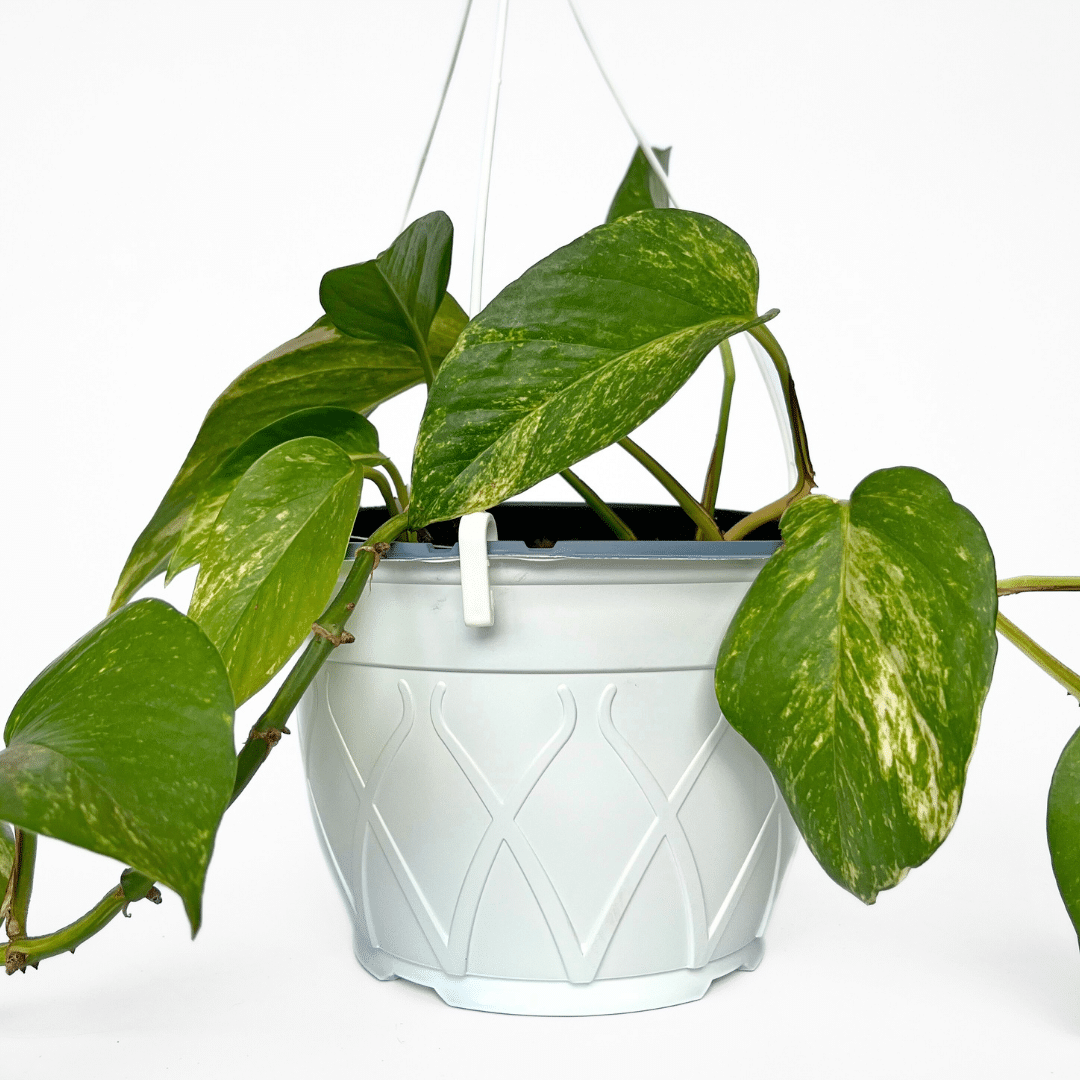 Hanging Basket White White thermoformed hanging basket with decorative design and matching white hanger for indoor or outdoor plant displays.
