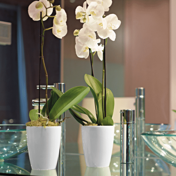 Artevasi Fiji Orchid Pot - Image 2