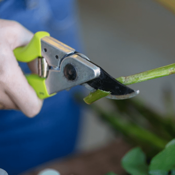 shears