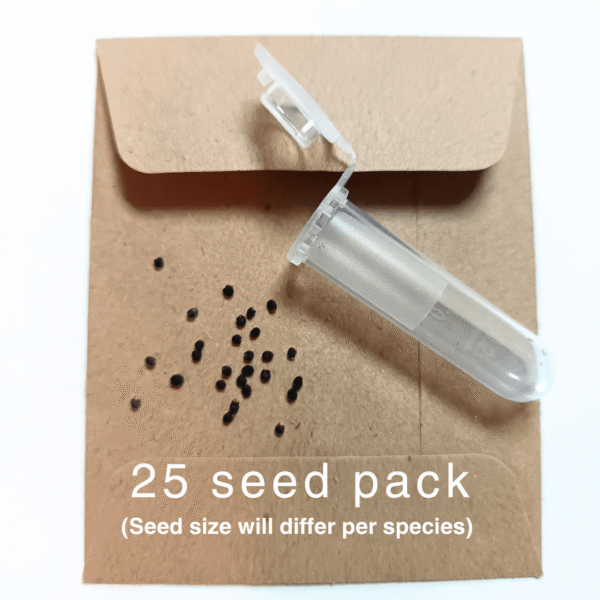 SEEDS Copiapoa humilis 25 Pack - Image 3