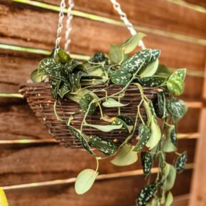 Terrahub Marketplace - Leafland - Good Roots Growers Basket