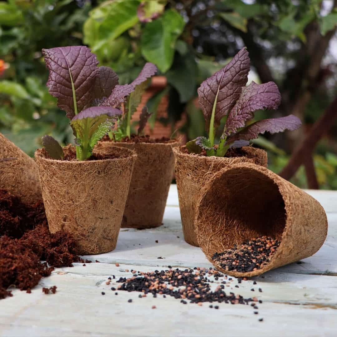 T_OR1003, T_OR1005 - Fibre Pots - styled TerraHub Marketplace- LeafLand -Good Roots Fibre Pots 8cm round - 24 pack