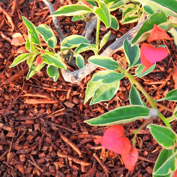 RBM Rooibos Mulch - Eco-Friendly - Image 4