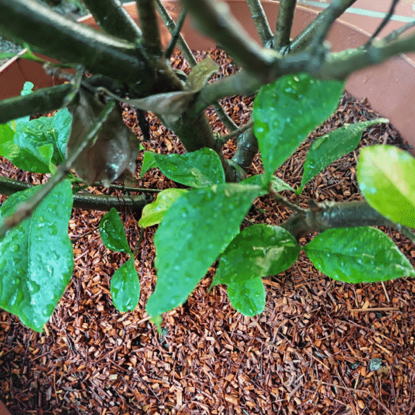 RBM Rooibos Mulch - Eco-Friendly - Image 2