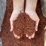 Rooibos mulch