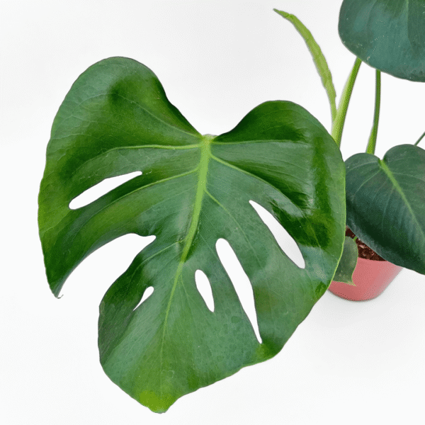 Monstera Deliciosa - Image 2