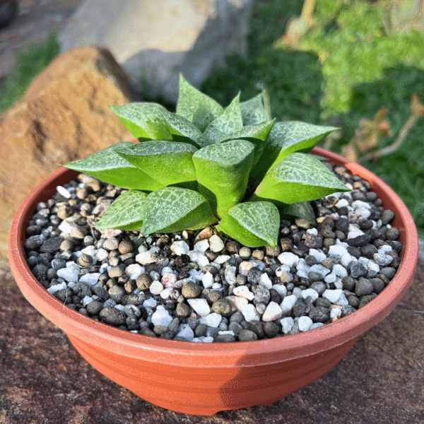 GROEI Premium Cactus Soil Mix - Trusted Product - Image 2