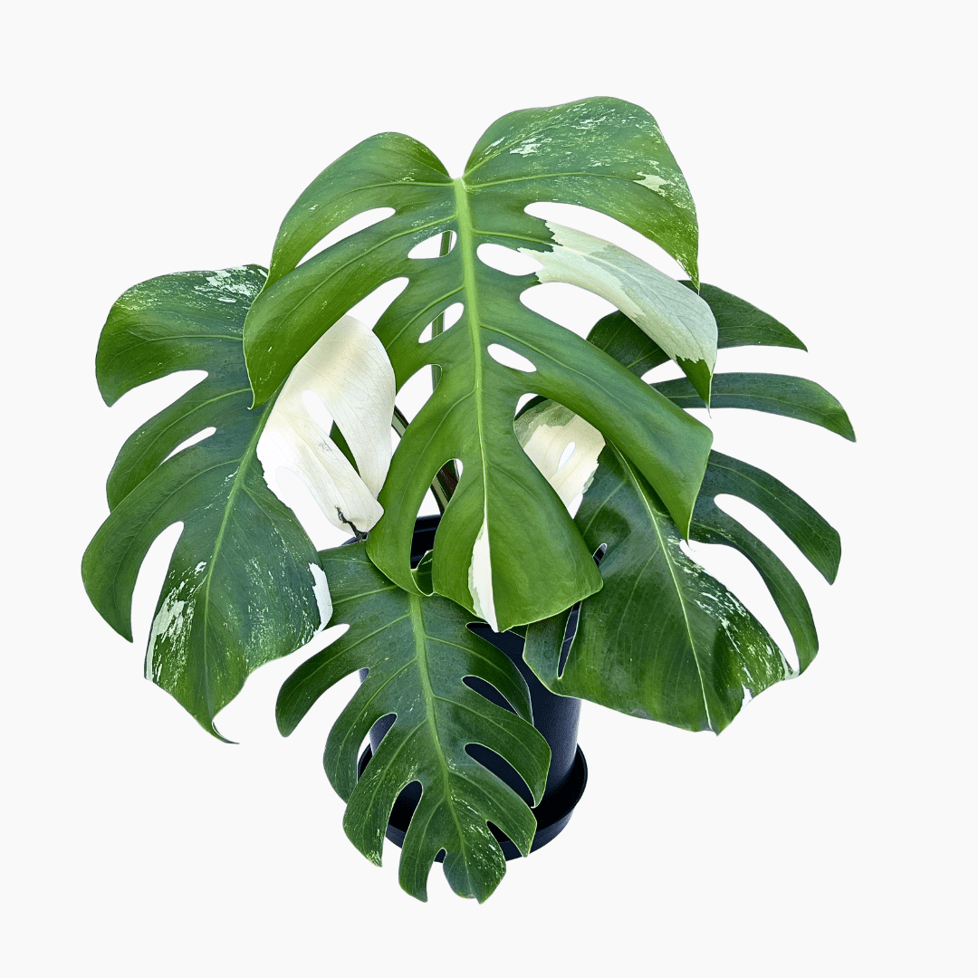 1 Monstera Albo Variegata 1 in 8cm pot, four variegated leaves, 30cm tall, rare indoor tropical plant