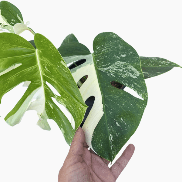 Monstera Albo Variegata 2 | Rare Variegated Houseplant | Established Indoor Statement Plant - Image 5